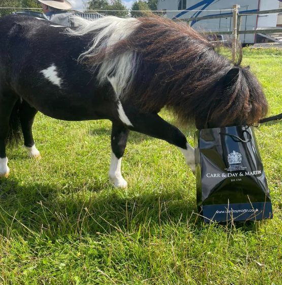 Showing Show for Shetlands