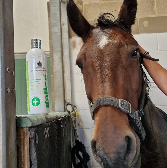 Getting horses ready for their new home
