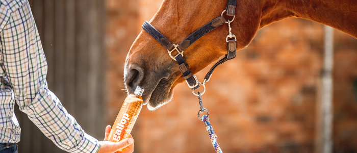 Gallop Colour Enhancing Chestnut Horse Shampoo