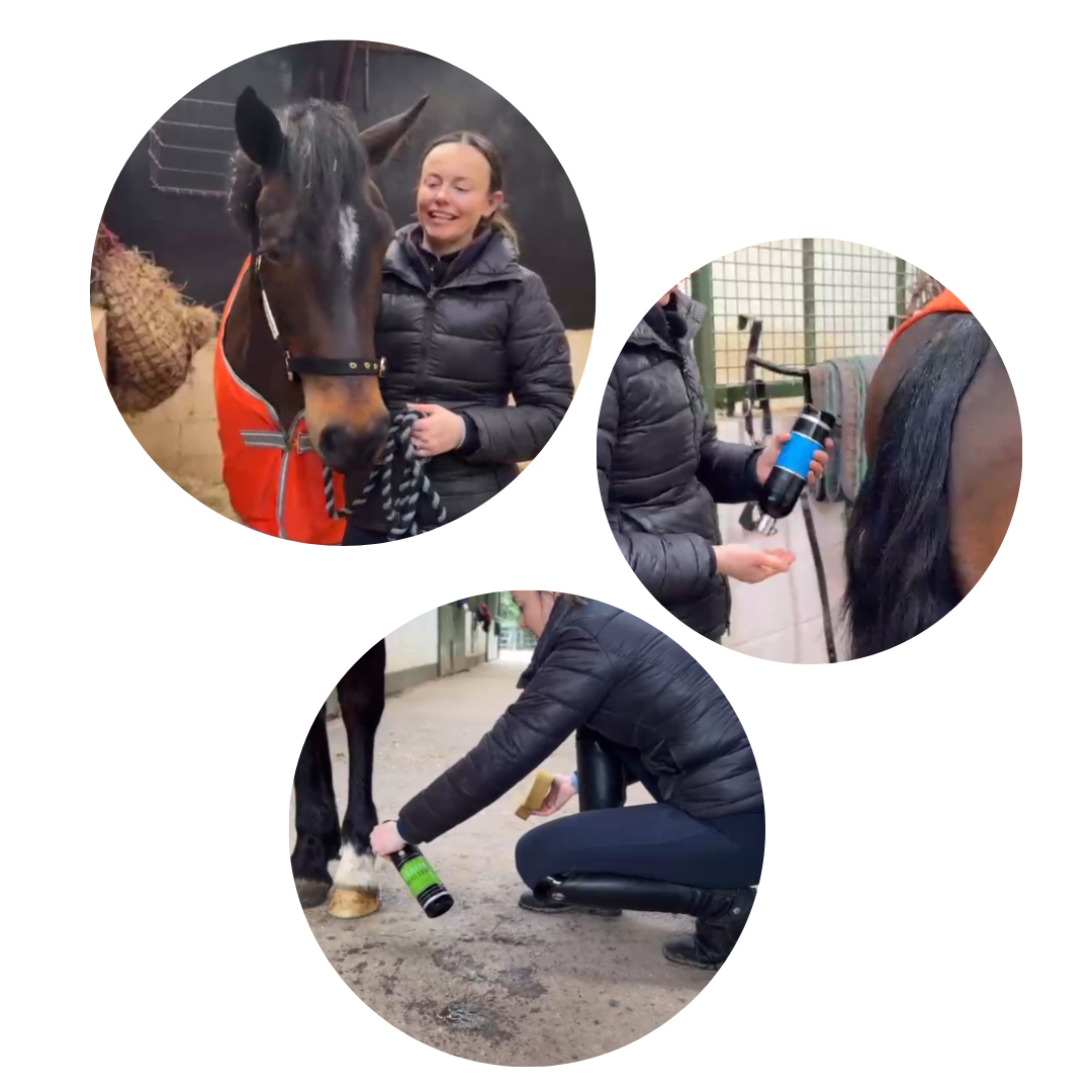 Connemara Showing Prep – Do’s and Don’ts